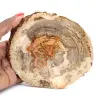 Fetta di legno pietrificato del Madagascar - Oggetto scientifico - 0