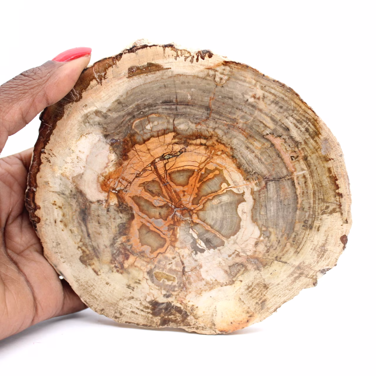 Fetta di legno pietrificato del Madagascar - Oggetto scientifico