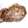 Legno fossilizzato del Madagascar - Grande fetta lucidata - 0