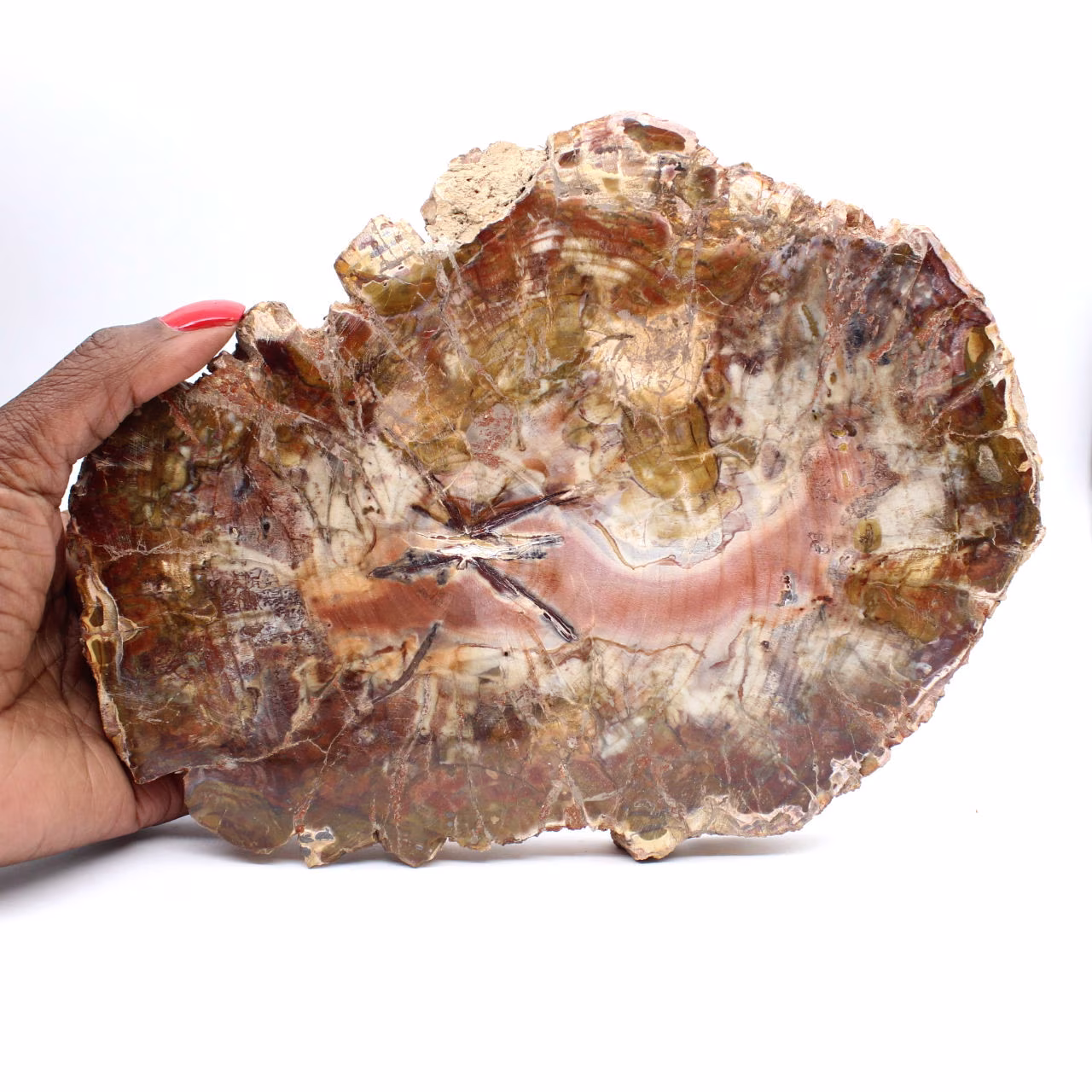 Legno fossilizzato del Madagascar - Grande fetta lucidata