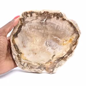Fetta di legno pietrificato del Madagascar - Estetica minerale