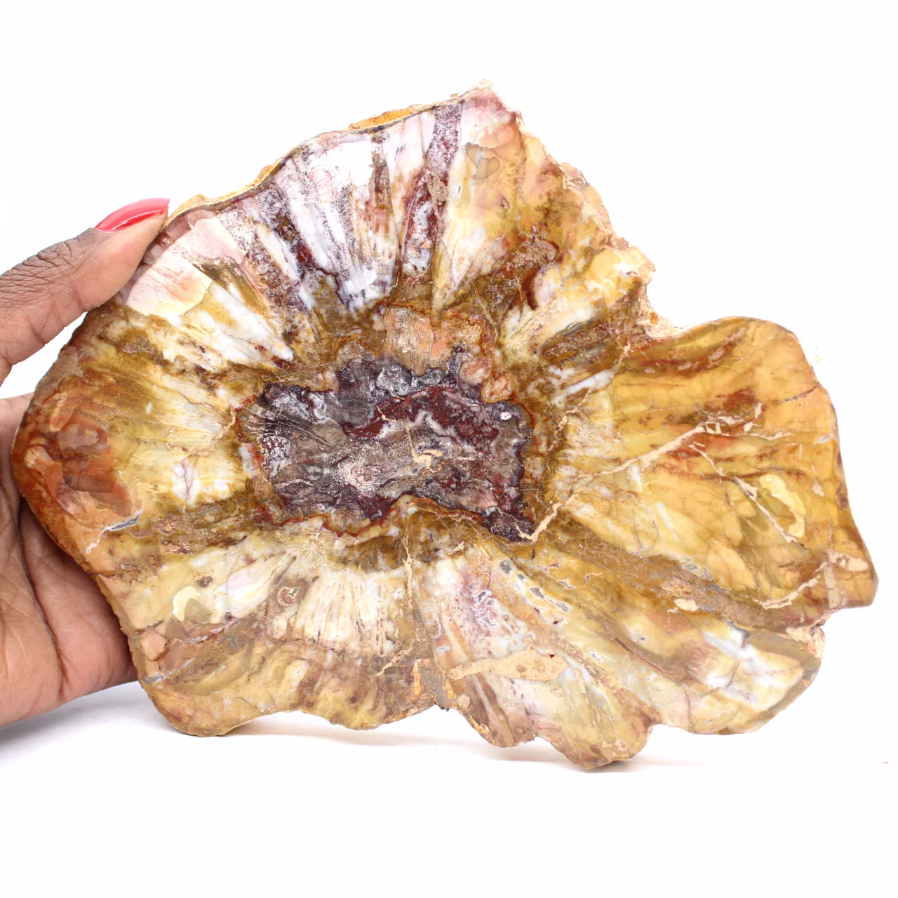 Sezione lucidata di legno fossile - Minerale di Majunga