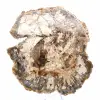 Grande fetta di legno pietrificato del Madagascar - Pezzo eccezionale - 1