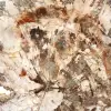Grande fetta di legno pietrificato del Madagascar - Pezzo eccezionale - 4