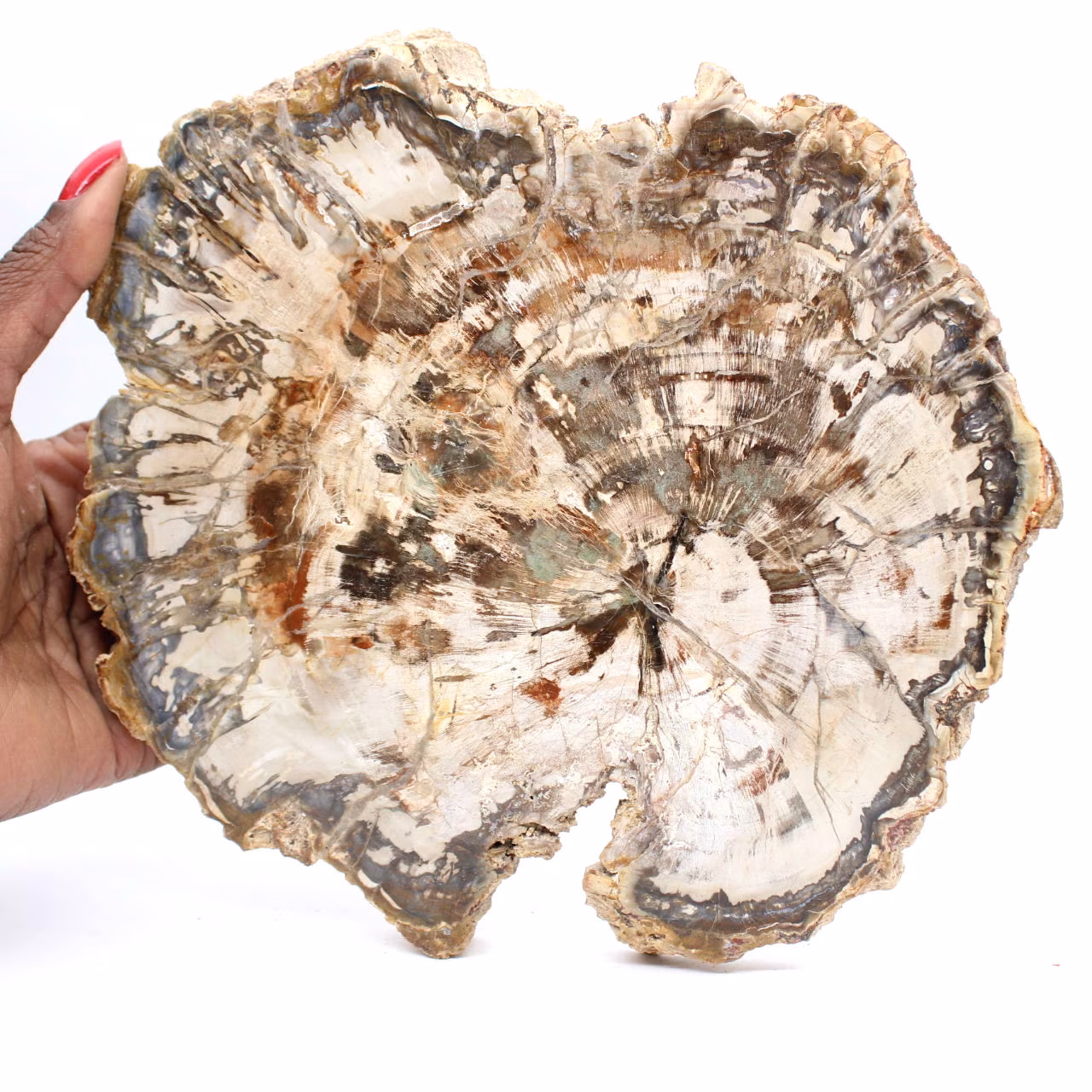 Grande fetta di legno pietrificato del Madagascar - Pezzo eccezionale