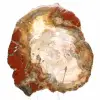Legno pietrificato del Madagascar - Fetta quadrata da collezione - 1