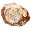 Fetta di legno fossile lucidata - Esemplare di Majunga - 1