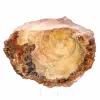 Fetta di legno fossile lucidata - Esemplare di Majunga - 2