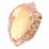 Fetta di legno fossile lucidata - Esemplare di Majunga - 3
