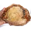 Fetta di legno fossile lucidata - Esemplare di Majunga - 0
