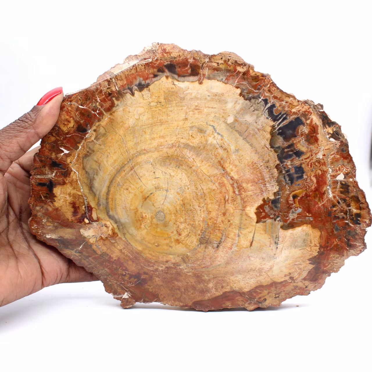 Fetta di legno fossile lucidata - Esemplare di Majunga