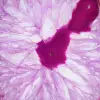 Fetta di agata naturale tinta di rosa - 2