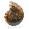 Ammonite del Madagascar con superficie lucida e non lucida - 0