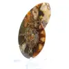 Ammonite del Madagascar con superficie lucida e non lucida - 2