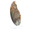 Ammonite del Madagascar con superficie lucida e non lucida - 3
