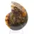 Ammonite del Madagascar con superficie lucida e non lucida