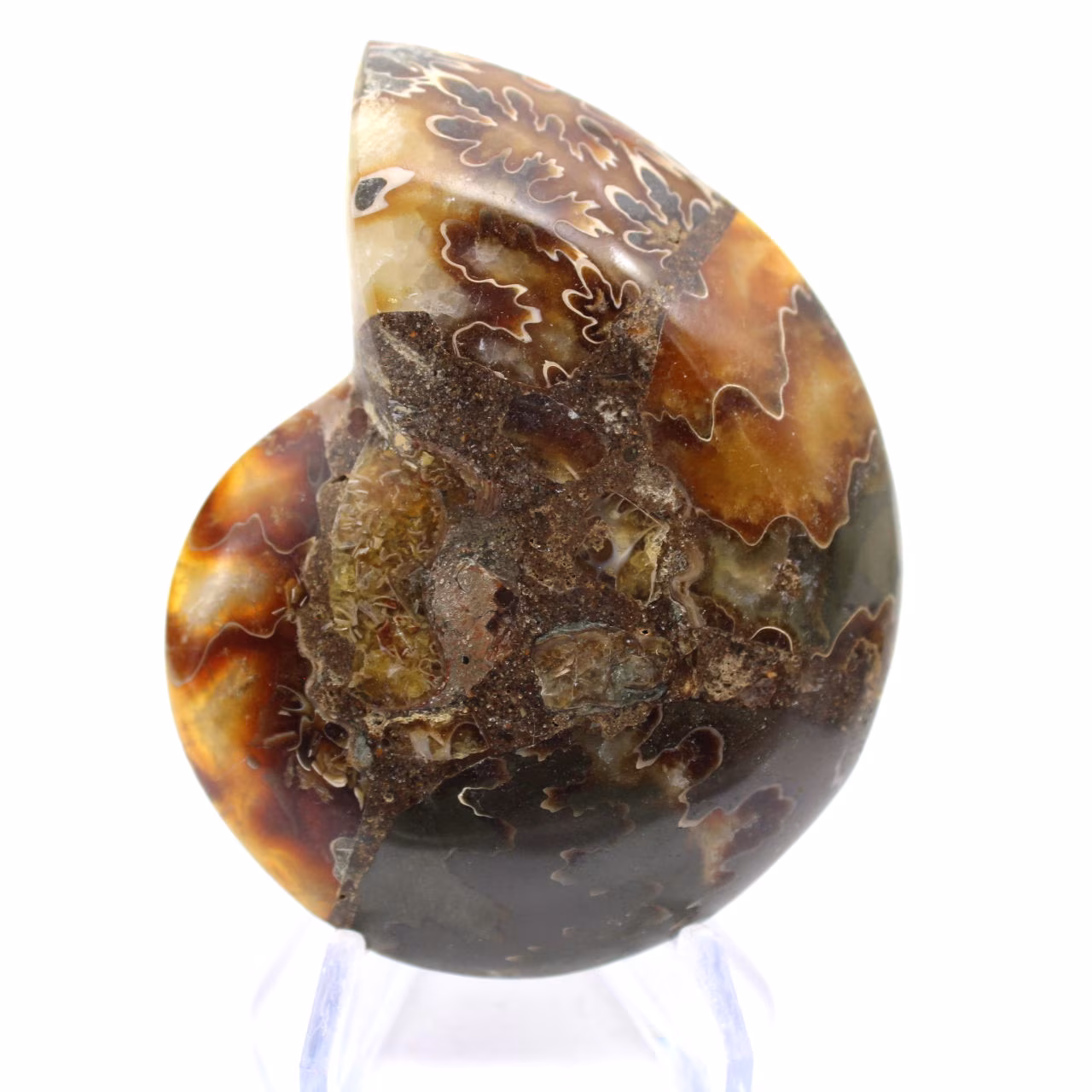 Ammonite del Madagascar con superficie lucida e non lucida