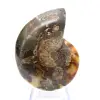 Fossile di ammonite levigata: esemplare da collezione - 0