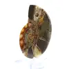 Fossile di ammonite levigata: esemplare da collezione - 2