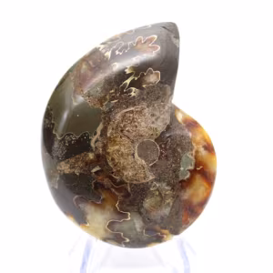 Fossile di ammonite levigata: esemplare da collezione