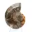 Fossile di ammonite levigata: esemplare da collezione
