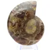 Autentica ammonite di Mahajanga con superficie lucida - 0