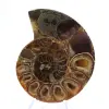 Autentica ammonite di Mahajanga con superficie lucida - 1