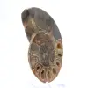Autentica ammonite di Mahajanga con superficie lucida - 3