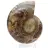 Autentica ammonite di Mahajanga con superficie lucida