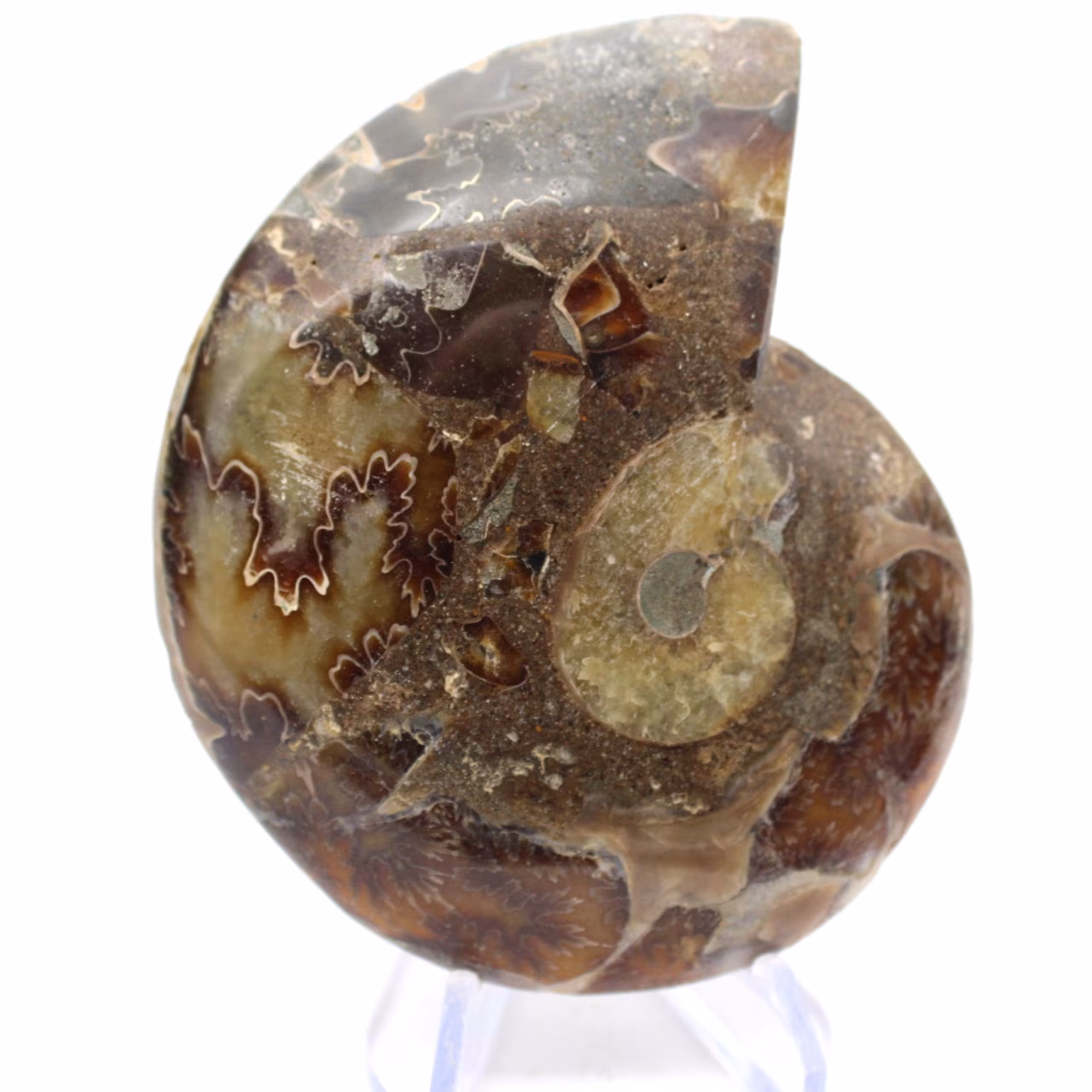 Autentica ammonite di Mahajanga con superficie lucida