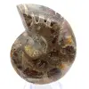 Ammonite levigata: geometria marina del Madagascar - 1