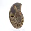 Ammonite cefalopode fossile: dualità tra levigato e grezzo - 3