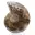 Ammonite levigata: geometria marina del Madagascar — 1