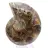 Ammonite cefalopode fossile: dualità tra levigato e grezzo