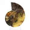 Ammonite naturale del Madagascar - Pezzo da esposizione - 1