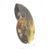 Ammonite naturale del Madagascar - Pezzo da esposizione - 3