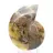 Ammonite naturale del Madagascar - Pezzo da esposizione
