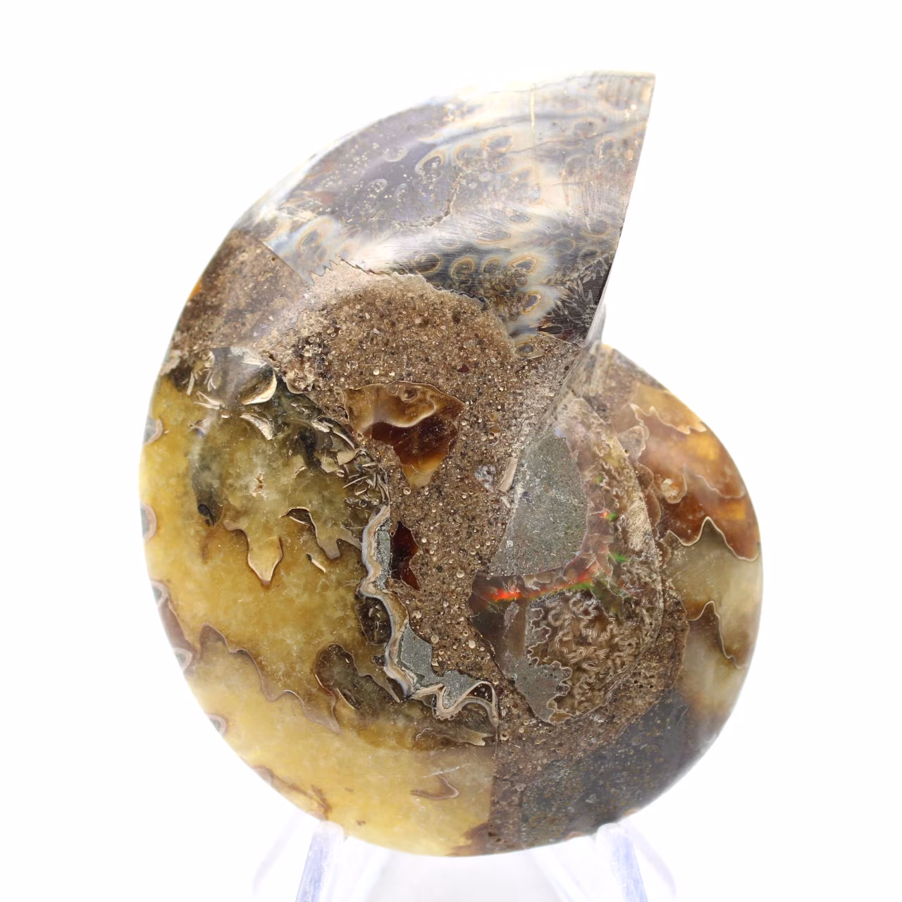 Ammonite naturale del Madagascar - Pezzo da esposizione