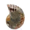 Ammonite del Madagascar: campione mineralogico - 0
