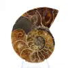 Ammonite del Madagascar: campione mineralogico - 1
