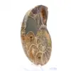 Ammonite del Madagascar: campione mineralogico - 3