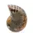 Ammonite del Madagascar: campione mineralogico