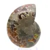 Autentica ammonite fossilizzata: finitura artigianale - 0