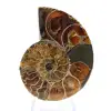 Autentica ammonite fossilizzata: finitura artigianale - 1