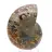 Autentica ammonite fossilizzata: finitura artigianale