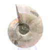 Esemplare di ammonite: tra terra e mare - 0