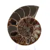 Esemplare di ammonite: tra terra e mare - 1