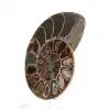 Esemplare di ammonite: tra terra e mare - 2