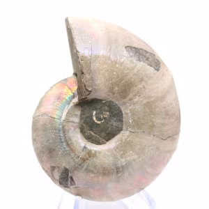 Esemplare di ammonite: tra terra e mare