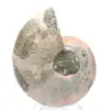 Ammonite levigata proveniente da Mahajanga: un tesoro paleontologico - 0